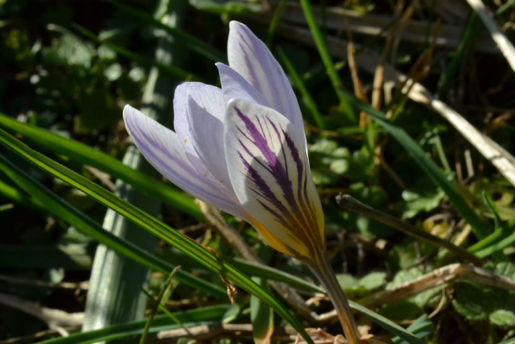 Crocus vernus e altri crocus ?